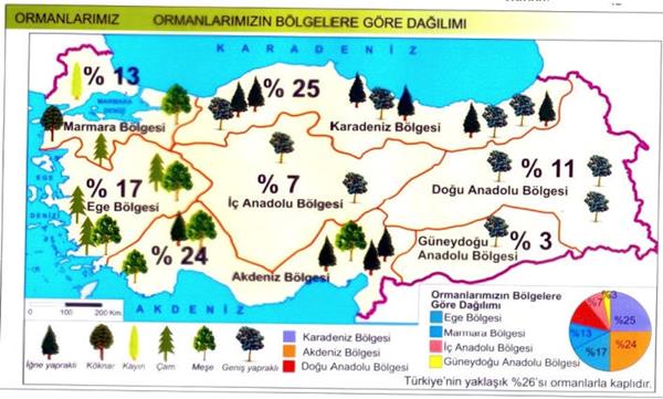 Ağaç Çeşitlerinin Kullanıldıkları Yerler