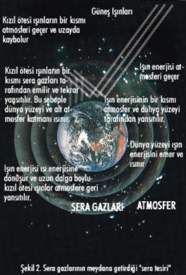 Orman Ve Küresel Isınma